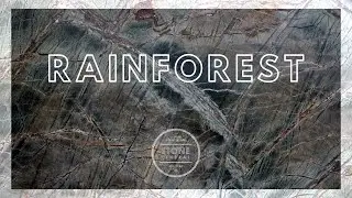 Rainforest
