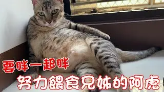 貓咪小短篇-會餵貓的貓！努力把哥哥姊姊餵胖的阿虎