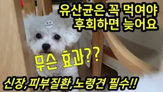 강아지한테 유산균은 꼭 먹여야 해요 후회하면 늦어요~