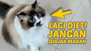 MOLO, KUCING GENDUT YANG MALES MAKAN