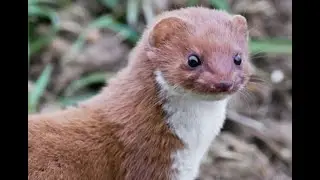Memes that this weasel found in my wallet