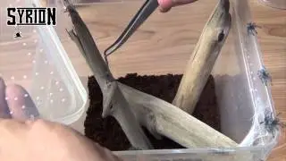 Grupówka Avicularia versicolor - doglądanie, karmienie, zbliżenia w HD