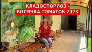 Кладоспориоз томатов - можно ли вылечить?