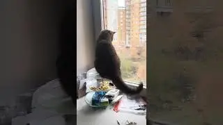 Оскар выпрыгнет из окна за птичкой. Парень - охотник