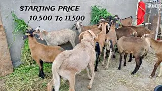 Telangana Ongole Sheep For Sale Contact:-9603878121