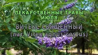 Лекарственные растения июля 