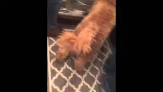 Dogs Walking Around The Kitchen