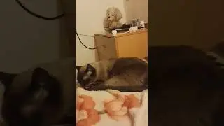 Кот Моня умывается. Домашние будни тайского кота из Сибири