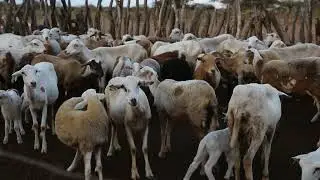 Ovejos