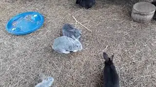 Keeping rabbits in cages/Personal experience.