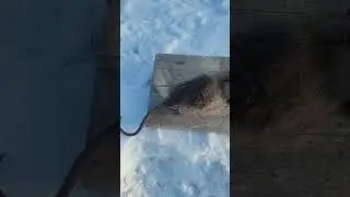 How to Use a TomCat Rat Snap Trap