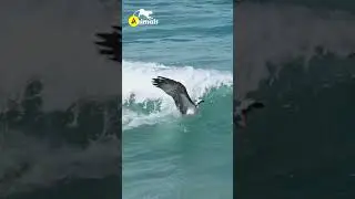 Eagle Eats Snake Part 2 #videoyoutube #shorts
