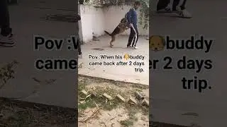 Gsds adorable reactions🫠😍😍🤩 having dogs in  🏠 is the best thing feeling#viral#dogs#youtubeshorts.