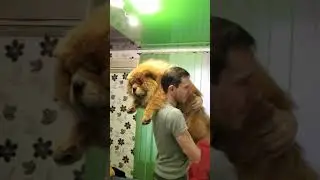 Укачиваем Персея (чау-чау)