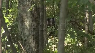 Black Bear Looking. Stock Footage