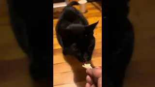 Panther My Cat  Likes Bread