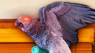 There MUST Be a Bug