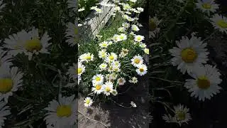 89. Улыбнитесь со мной вместе