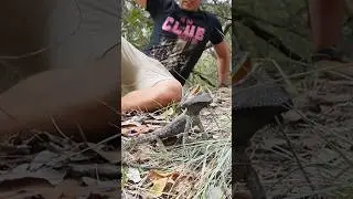 Pogona barbata in Natura 🐉