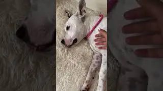 Такое милое видео😍 #dog #глухаясобака #собака #глухаятэффи