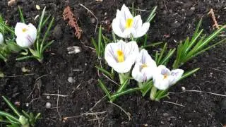FLORA