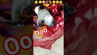 Puppy crying |Small Puppy ki Awaaz |Cute puppy Sound #shorts #insaniyat #dog #puppy #cat #shortvideo