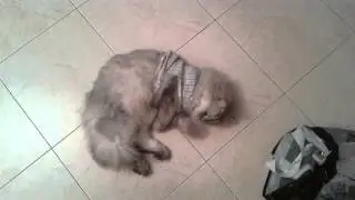 Мой Пушок 10.09.2014 my Pushok