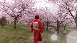 着物姿で桜花見を
