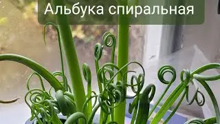 Альбука спиральная (Albuca spiralis) 