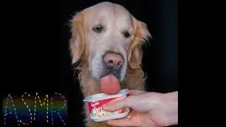 СОБАЧИЙ АСМР ИТИНГ | ASMR DOG EATING