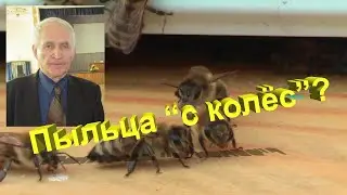 Профессор Кашковский: Употребление пыльцы идет сразу?
