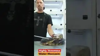 My Pet Cottonmouth is so sweet!