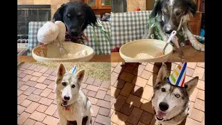 Puppy Baking Show: Mia's Birthday