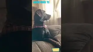 The friends never bear to grow up #10 - Funny dogs - Funny animal - Laugh more TG