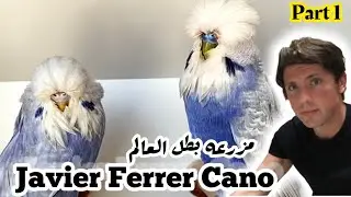 English Budgies & Parakeets Care Guide, Size & Lifespan -Javier's farm - Spain | part 1