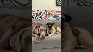 ОСКАР И ДЖОНИ УСТРОИЛИ ФАН ВСТРЕЧУ ДОМА 😳