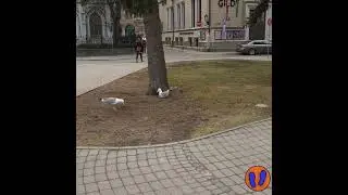 #Рига. Чайки в Старом городе.