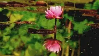 La plus que lente-Debussy