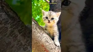Cute kitten meow meow 🐱😺