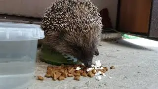 Ёжик кушает корм - лесной дикий ёжик/ The hedgehog eats food and forest wild hedgehog