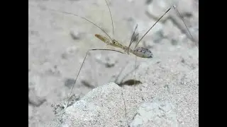 Thread-legged Bug in Mitchell Caverns (Emesinae)