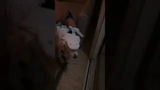 הסוס פוני הכלב