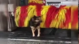 Dog on carwash (free massage feel so good ah)