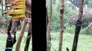 Sudden Thunderstorm in the Philippines | Rain Sound on Tin Roof