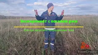 Как ввести в оборот поле дешевле всего, рожь против полыни