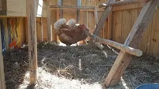 Home Hatched Chickens