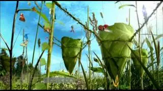 Verbena