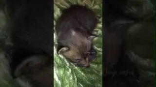 Лис Диего первый день дома
