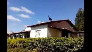 Voo do pavão