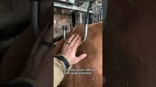 How We Test Bull Fertility #farming #cattle #vet